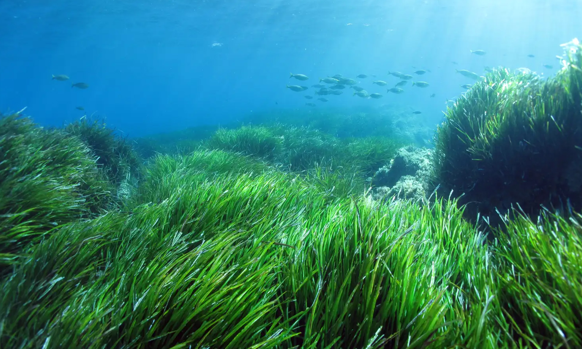 Why Posidonia’s superpowers are worth protecting?